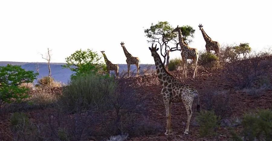 Namibia scenery — Image 19 - Namvic Safaris photo from Namibia operations.