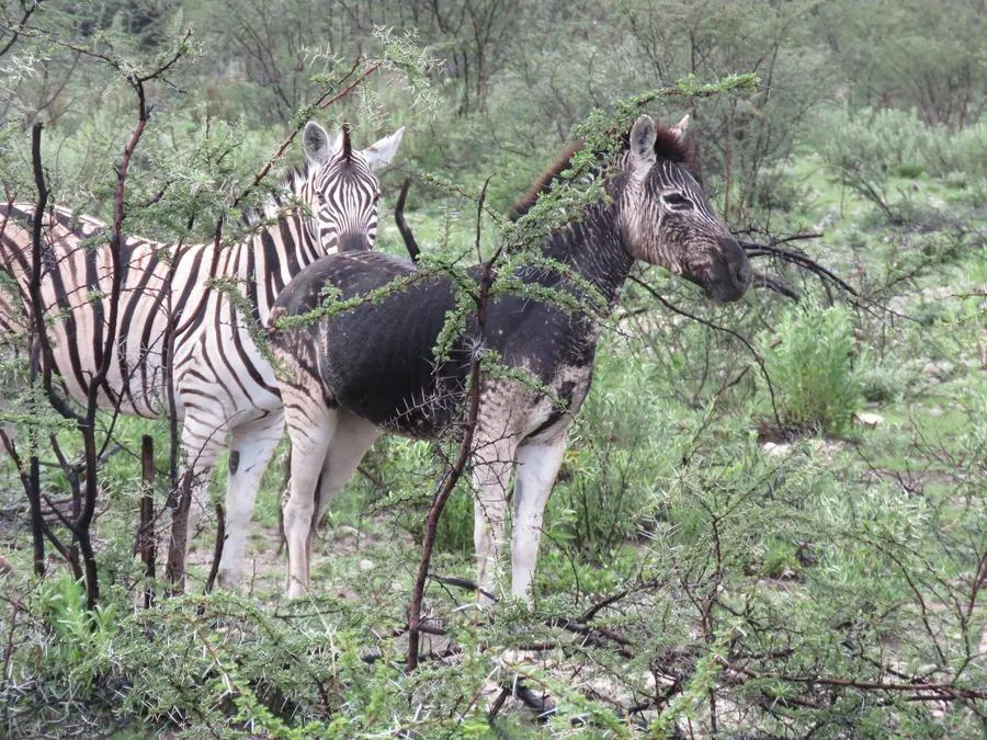 Namibia route — Image 28 - Namvic Safaris photo from Namibia operations.
