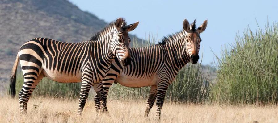 Namibia route — Image 60 - Namvic Safaris photo from Namibia operations.
