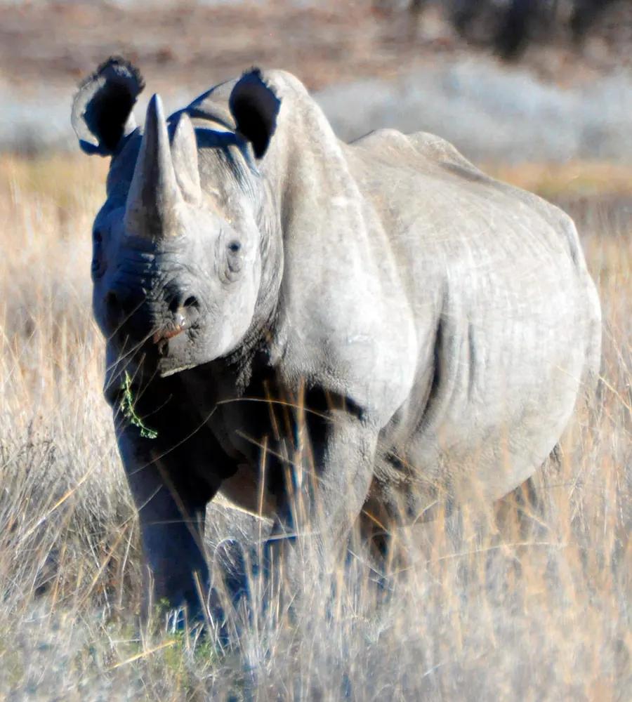 Namibia route — Image 70 - Namvic Safaris photo from Namibia operations.