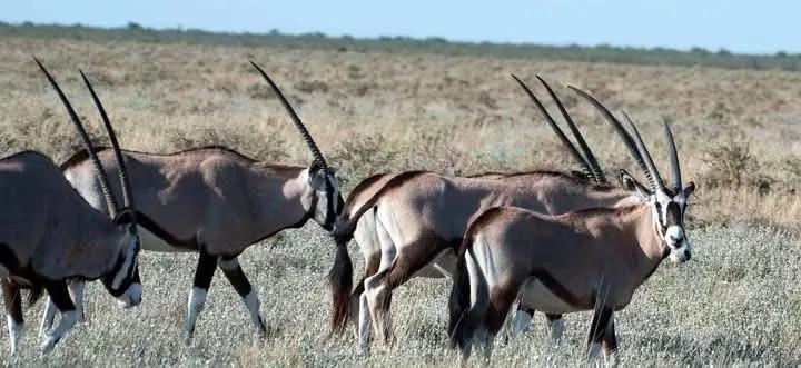 Namibia route — IMG 1773 - Namvic Safaris photo from Namibia operations.