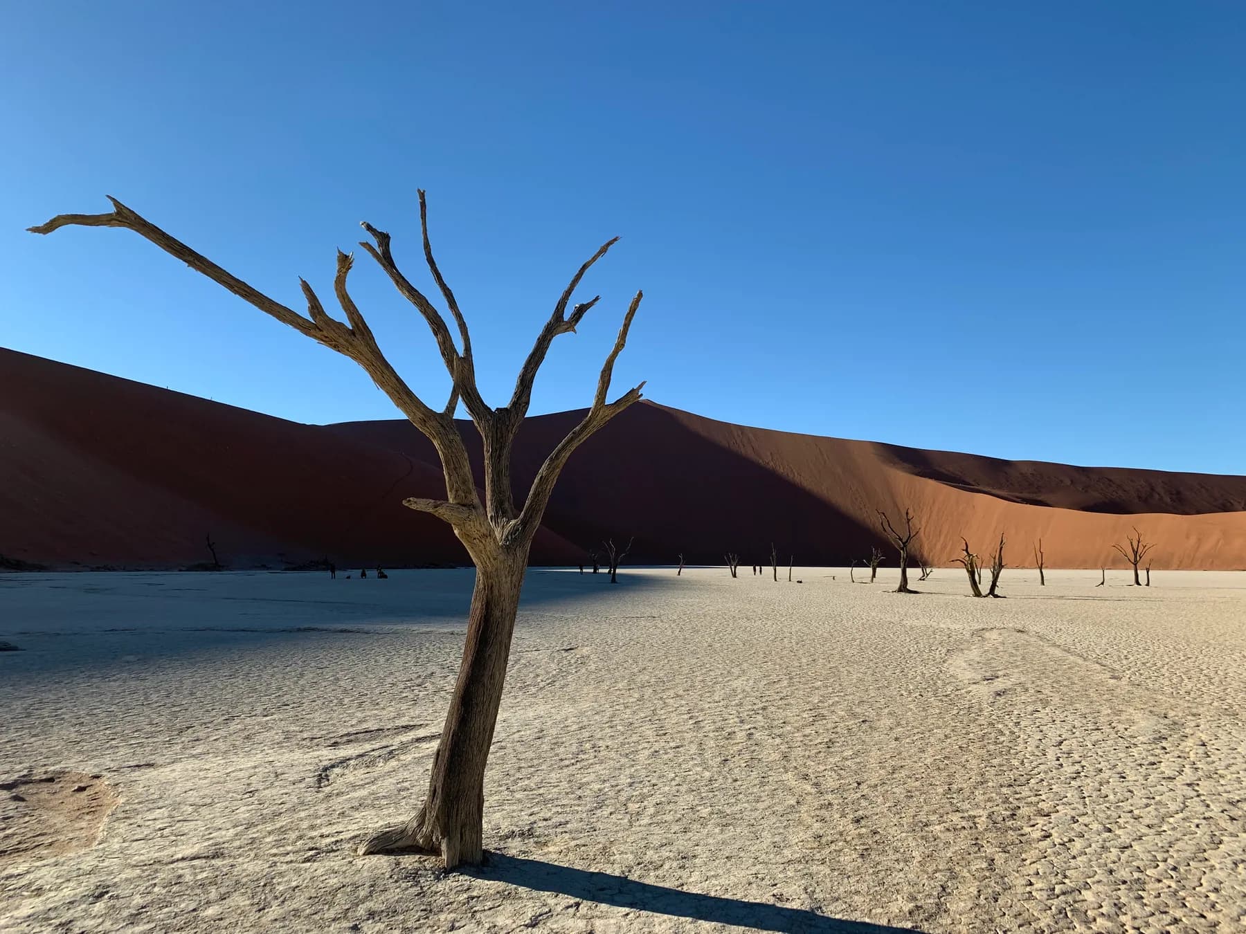 Ancient trees on the white clay pan at Deadvlei