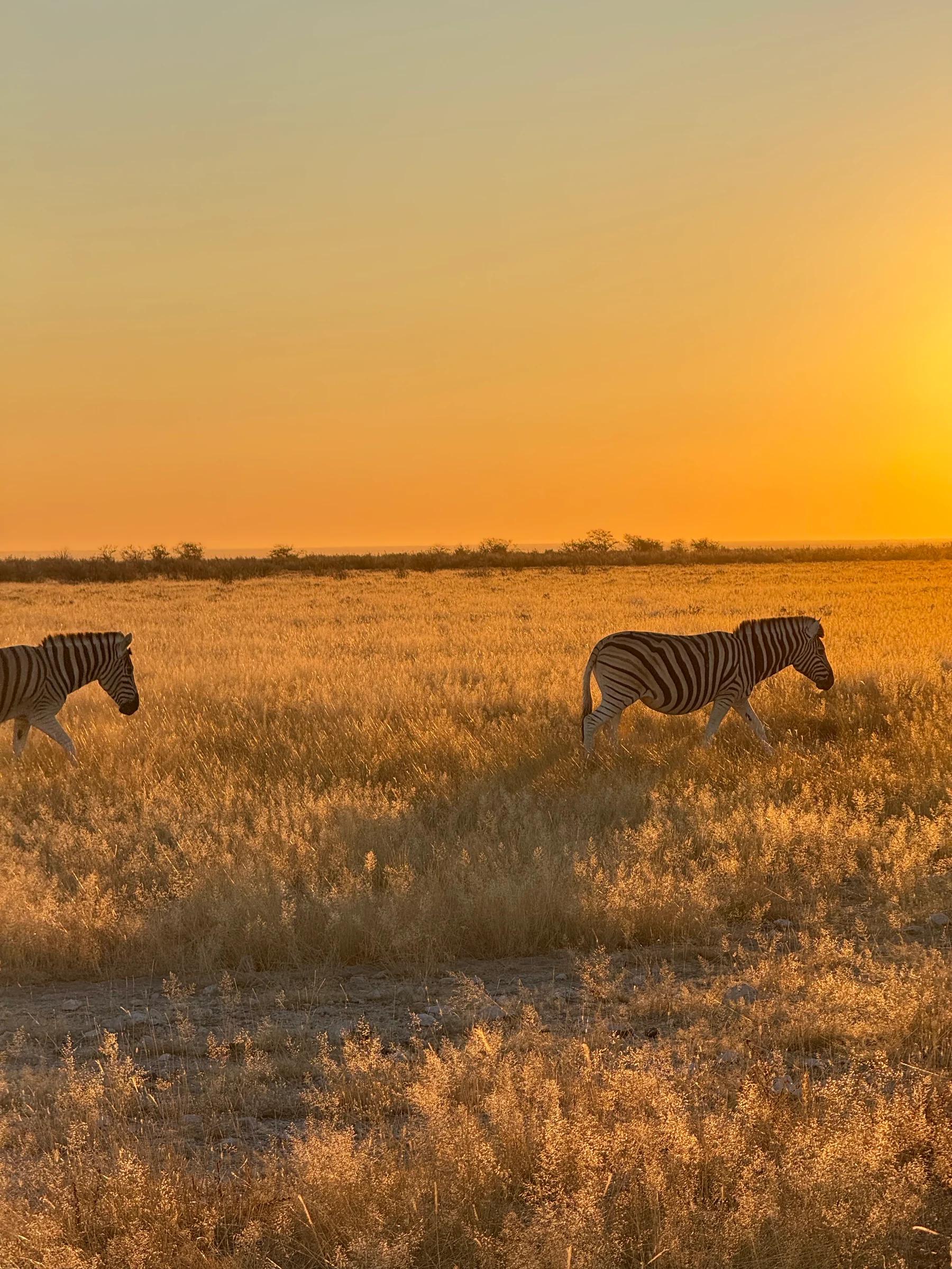 Zebre u zlatnom jutarnjem svetlu