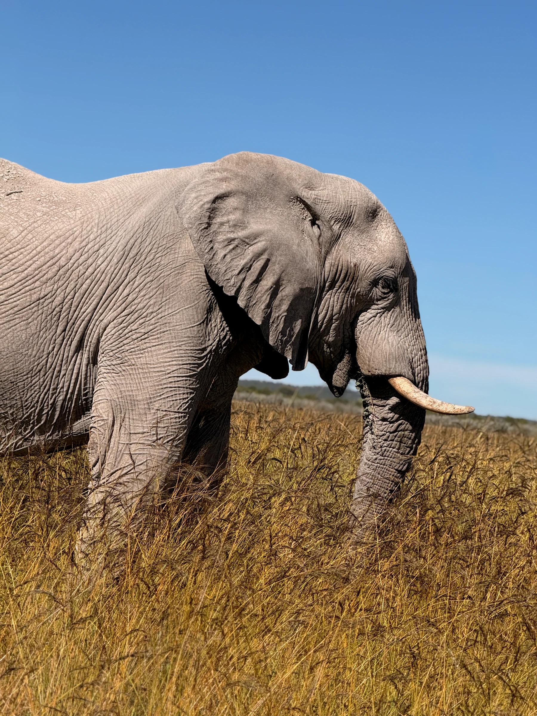 Slon fotografisan izbliza tokom safari vožnje