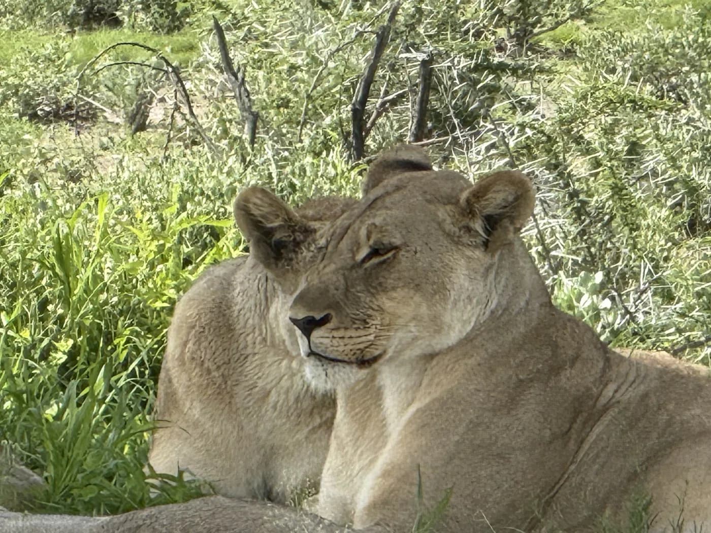 Lioness resting in dappled shade