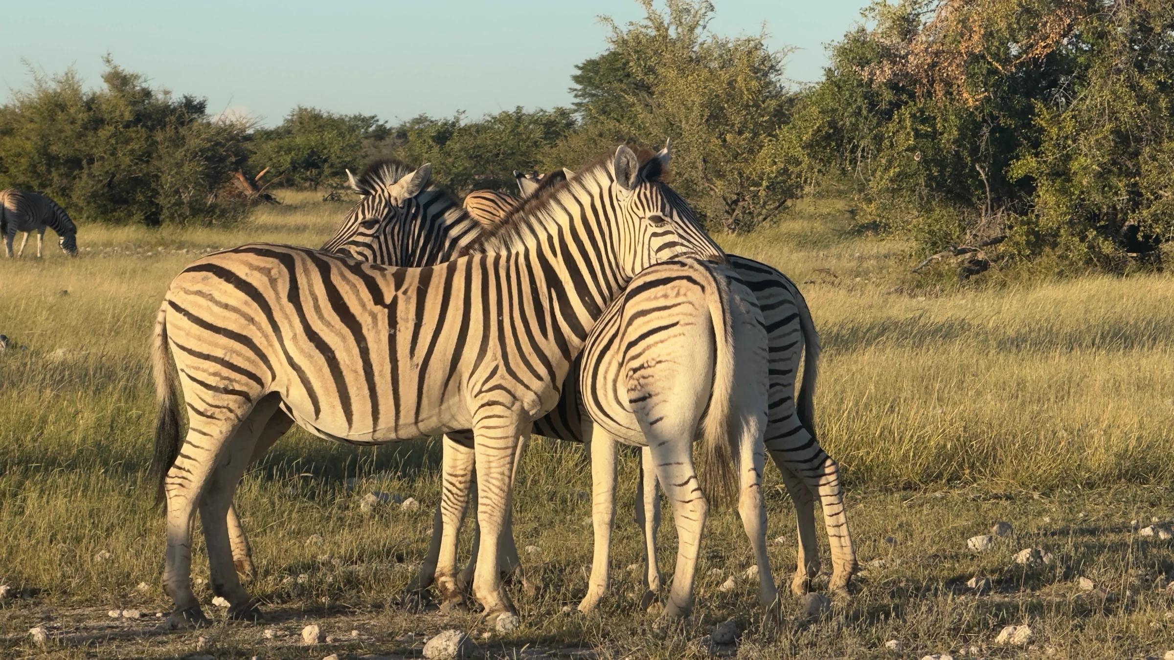 Namvic route scenery around Etosha