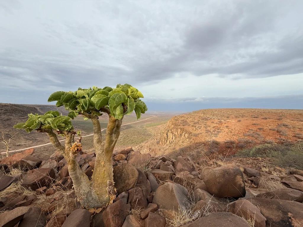 Namvic route scenery around Kalahari