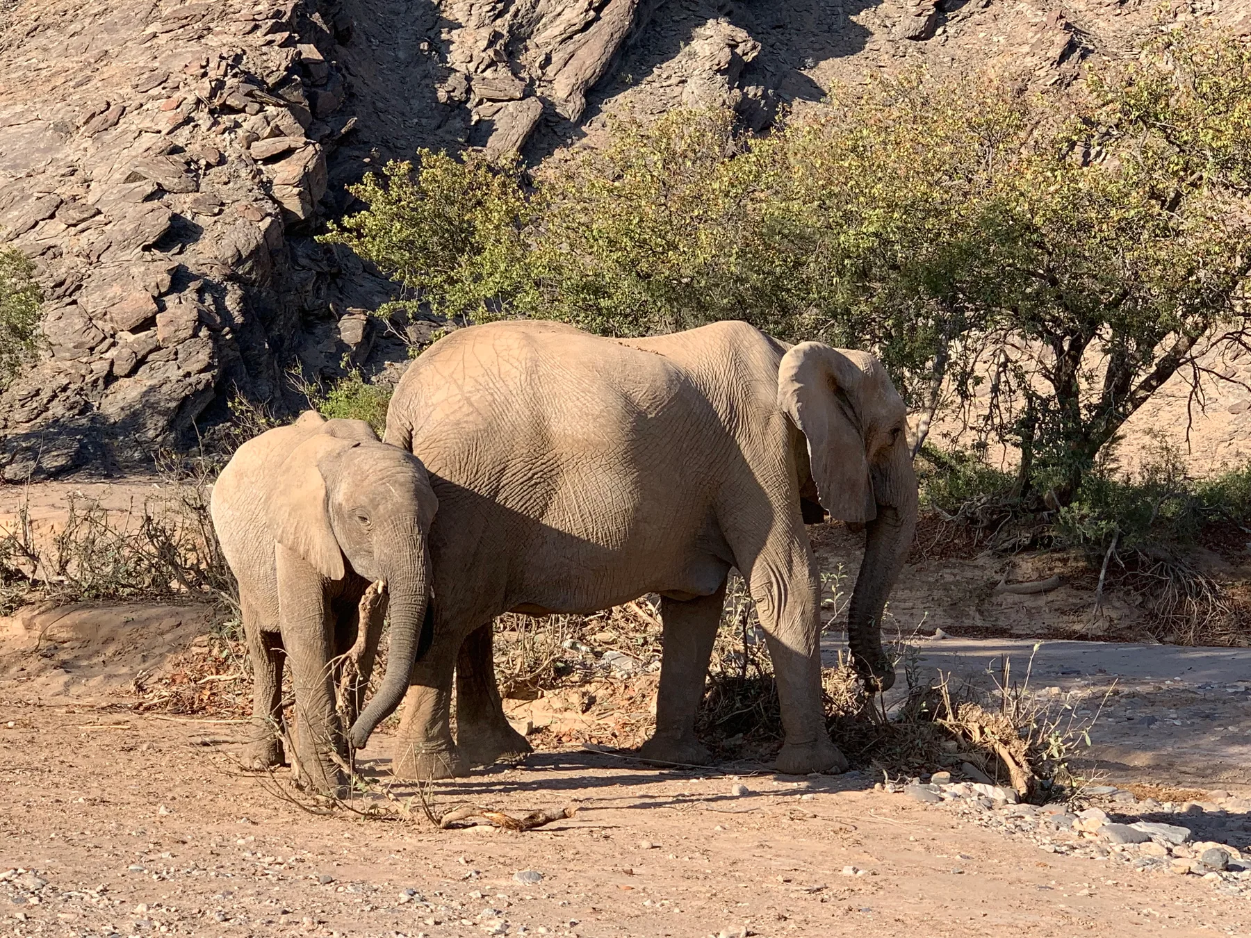 An elephant and calf walking together across dry, rocky ground