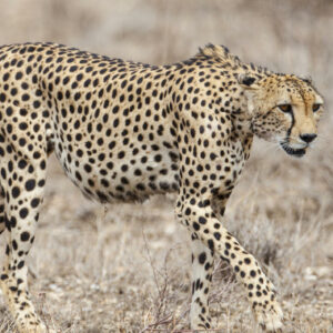 Vehicle Hire and safari tours in Namibia by Namvic