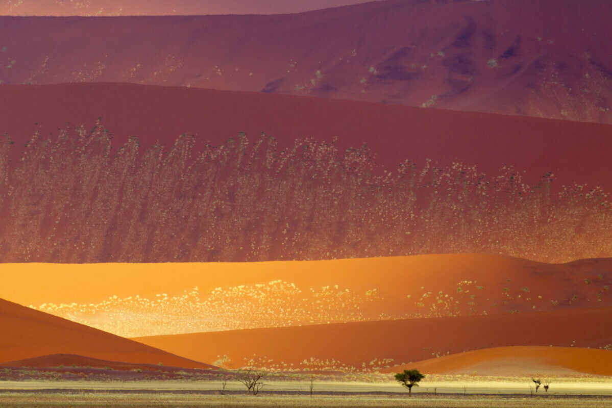 Namvic - Namib Naukluft